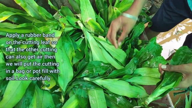 Easy way to grow Dracaena Massangeana(Fragrans) From Cuttings|ड्रेसीना मेसेंजीना को कट्टिंग से उगाए смотреть онлайн