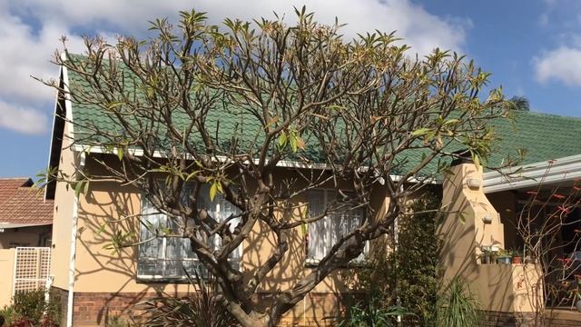Massive Frangipani/Plumeria gets a hard winter trim смотреть онлайн