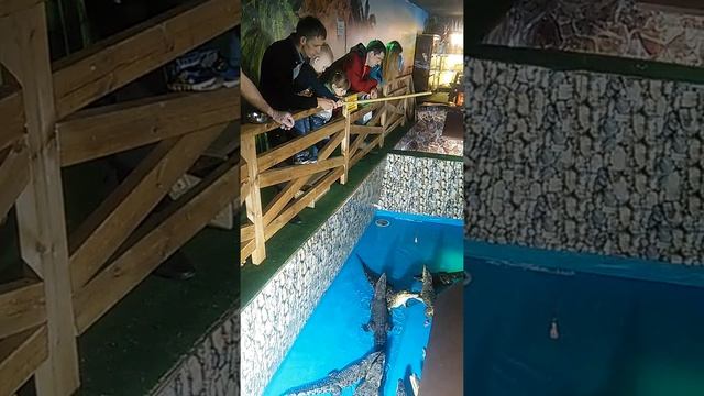 Ловля крокодила на удочку смотреть онлайн