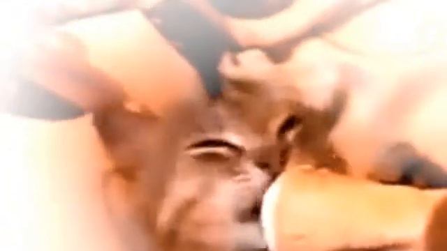 "Не ел я вашей сметаны, мяу!" Василь Гафи (с) смотреть онлайн