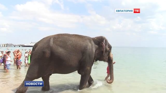 Слон и город: кого можно встретить на улицах Евпатории смотреть онлайн