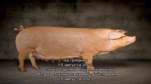 Поросята породы Ландрас на дачном подворье