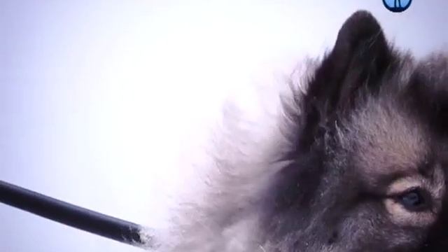 Планета собак встречает КЕЕСХОНДА смотреть онлайн