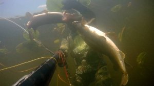 Подводная охота на малой реке в густых камышах с роллером