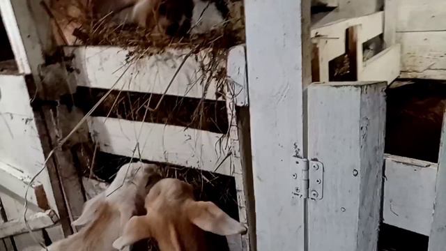 голод не тётка у козочки появился аппетит смотреть онлайн