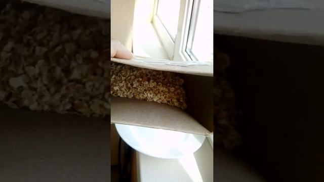 Овсяные хлопья Экстра №3, "Новокаша" ? белорусского ? производства смотреть онлайн