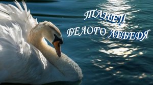 Танец белого лебедя… Видео для хорошего настроения… Музыка Сергея Чекалина