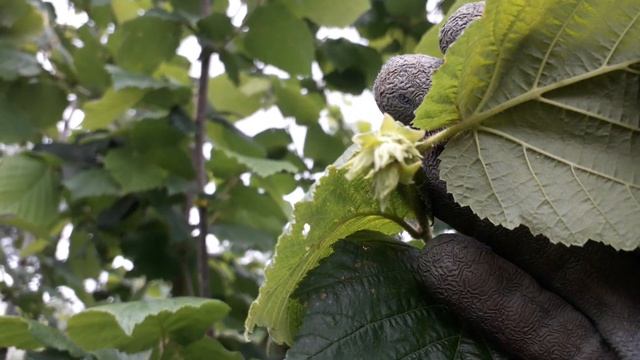 Влияние -8 мороза во время цветения на опыление фундука. Результат. смотреть онлайн