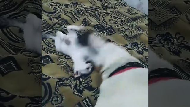 Это любоффф.