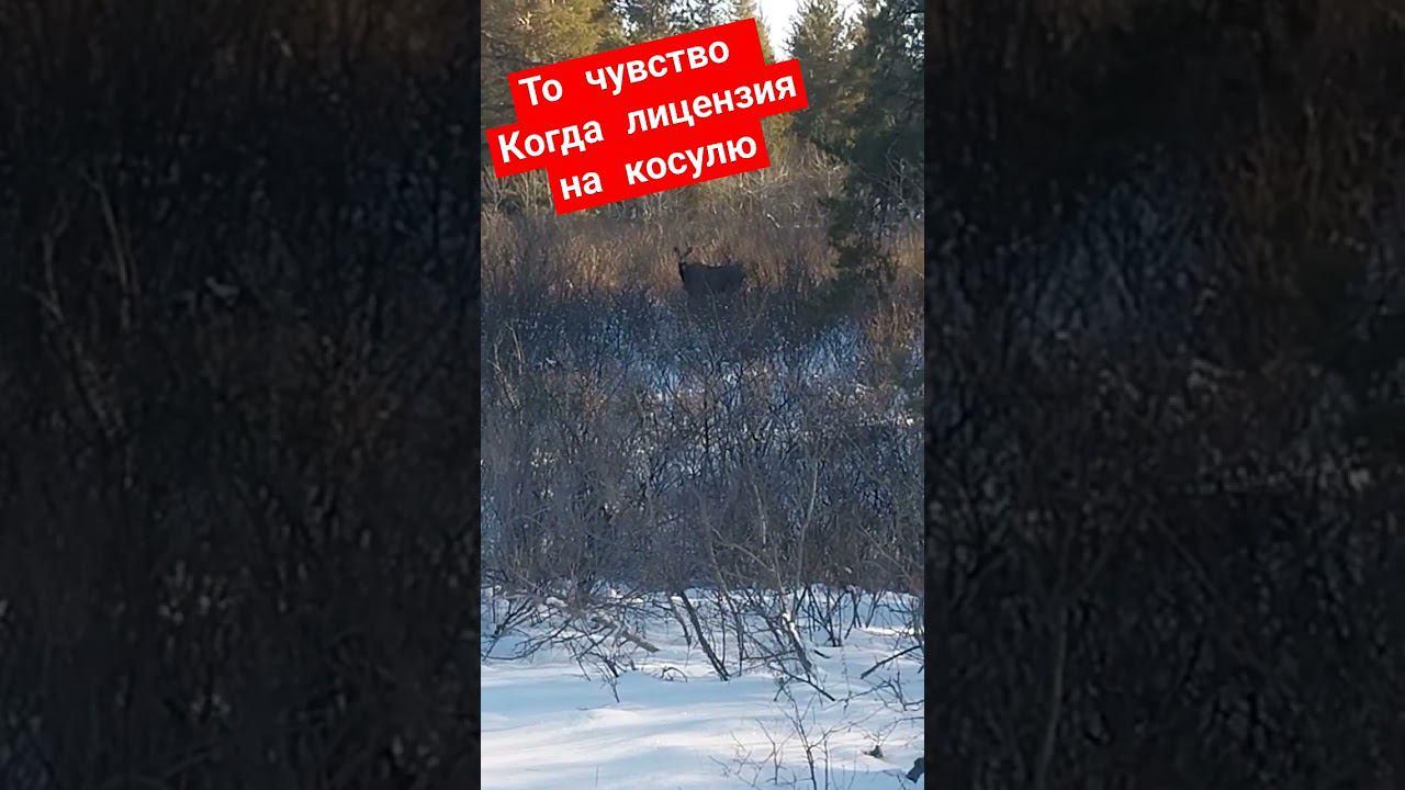 то чувство когда лицензия на косулю сибирскую смотреть онлайн