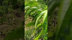 Уход за персиком в первые годы