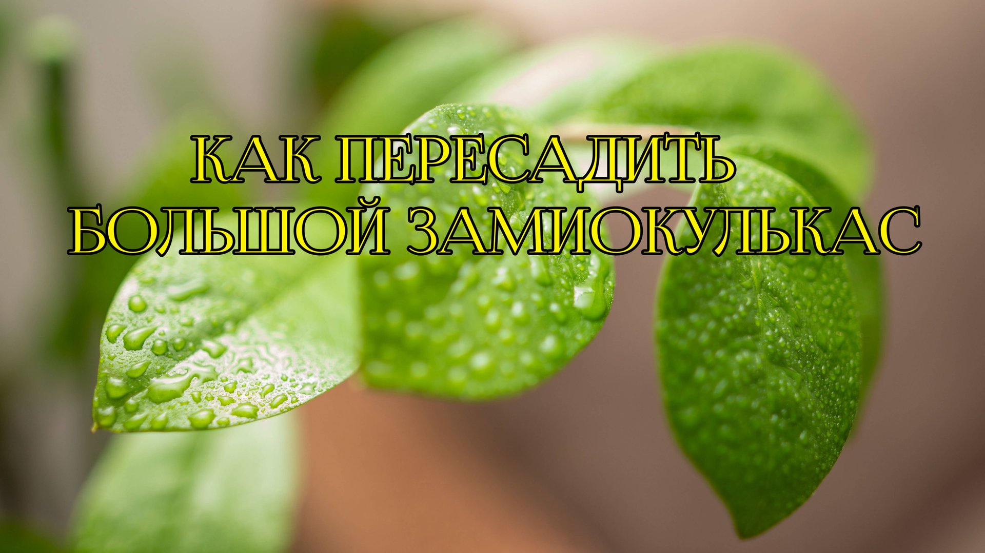 Как пересадить замиокулькас? смотреть онлайн