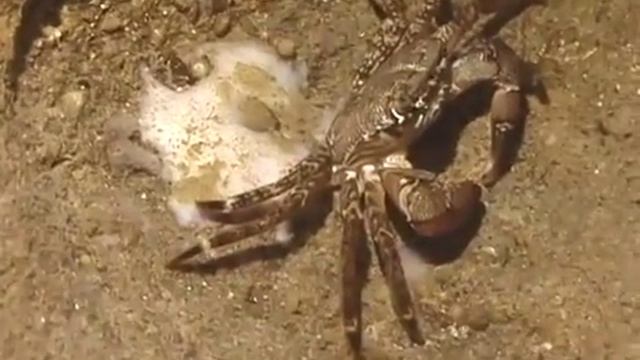 © Мраморный краб Pachygrapsus marmoratus 09 Fauna of the Black Sea смотреть онлайн