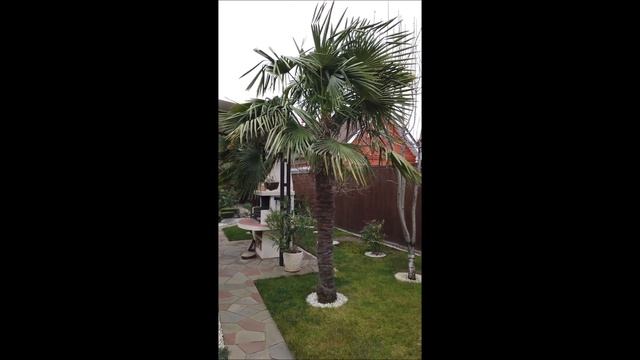 Как важно посадить пальму в правильном месте! смотреть онлайн