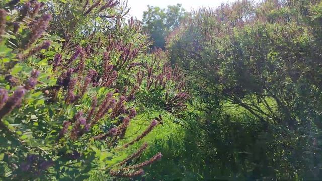 ЦВЕТЕТ АМОРФА ! смотреть онлайн