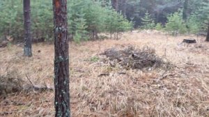 Тест на полигоне - Minelab Vanquish 540