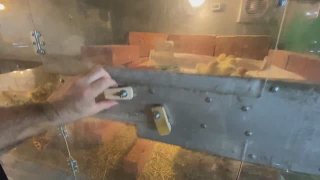 обзор цыплят в инкубаторе и брудере на 26 мая 2023 года смотреть онлайн