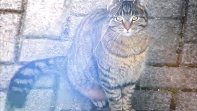 Кошки в доме