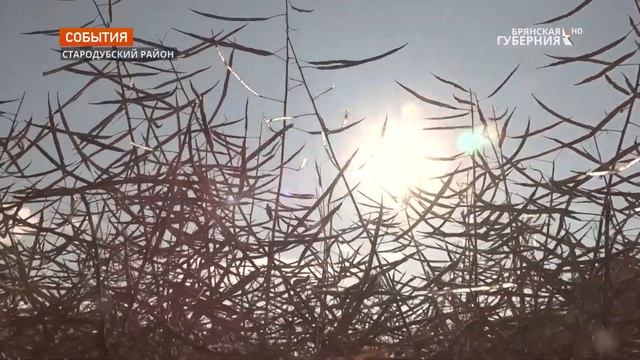 В Брянской области полным ходом идёт уборка рапса смотреть онлайн