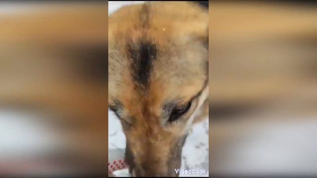 Лапа Помощи и декабрь- пусть мечты сбываются! ❄✨🎄 смотреть онлайн