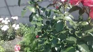 Роза плетистая "Виолет Парфюм возможно пересорт роза Антик?