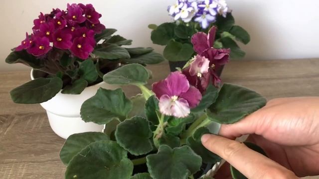 Menekşeye Bol Çiçek Açtıran Karışım/Menekşe Bakımı /Sulama Tekniği /Menekşe Bakımında Aloe Vera смотреть онлайн