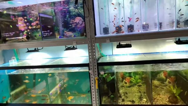 ПРИВОЗ РЫБОК!!! СУПЕР КОМПРЕССОР! СУПЕР НОВЫЙ АКВАРИУМ! СУПЕР РАСПЫЛИТЕЛЬ! ФИЛЬТРАЦИЯ И АЭРАЦИЯ! смотреть онлайн