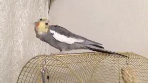 Корелла и песня семейки Адамс