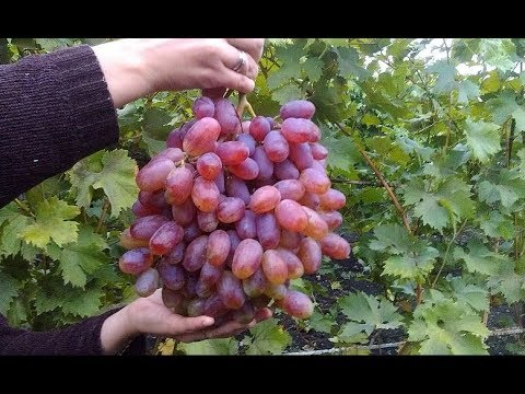 Сорт Винограда Юлиан