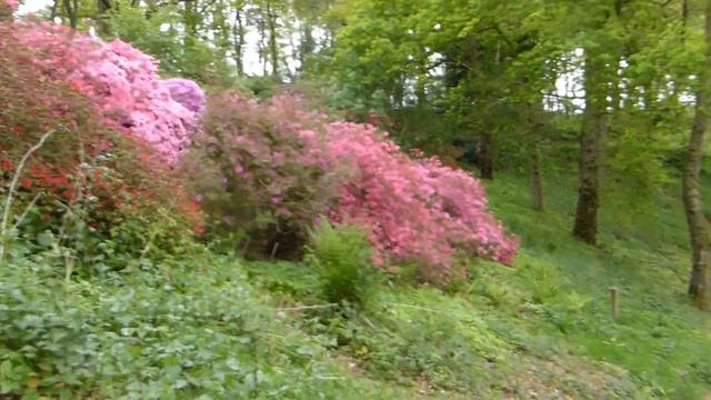 Winkworth Arboretum - Tree - Azalea and Rhododendron - Lyngrós -Grasagarður - Skógarganga смотреть онлайн