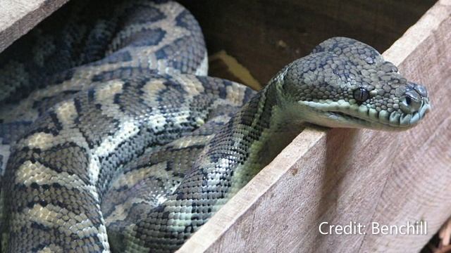 Oriental Carpets | Carpet Python | Species Profile смотреть онлайн