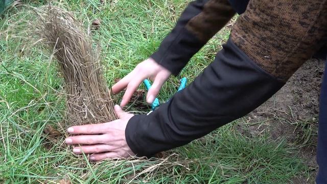 Lampenputzergras schneiden - So schneidest du das Lampenputzergras (Pennisetum alopecuroides) zurüc смотреть онлайн