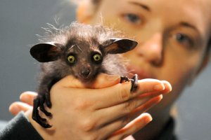 Чудо зверь «АЙ-АЙ», Какая птица самая сильная? У кого самая длинная шея?