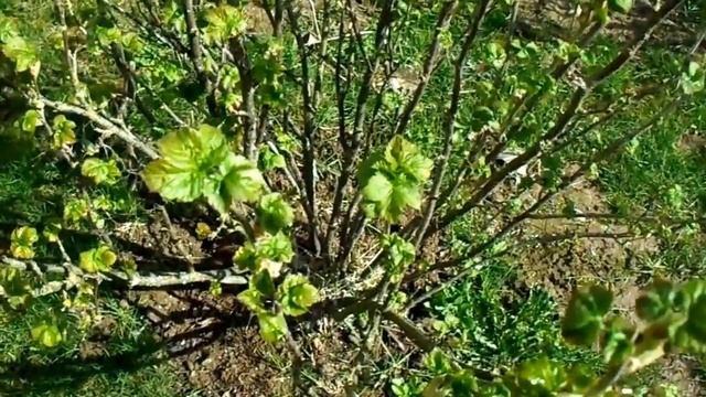 ЧЕМ ОБРАБОТАТЬ КРЫЖОВНИК И СМОРОДИНУ смотреть онлайн