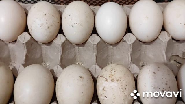 Хранение инкубационного яйца индоутки. Как определить что Индоутка готова сесть на яица смотреть онлайн