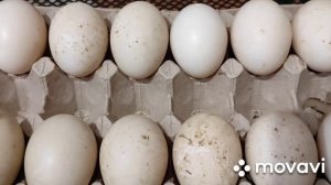 Хранение инкубационного яйца индоутки. Как определить что Индоутка готова сесть на яица