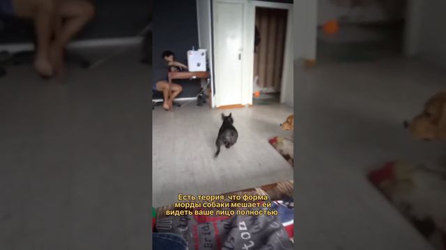 Зачем собаки наклоняют голову на бок? смотреть онлайн