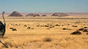 ЖЁЛТЫЙ СТРАУСЁНОК