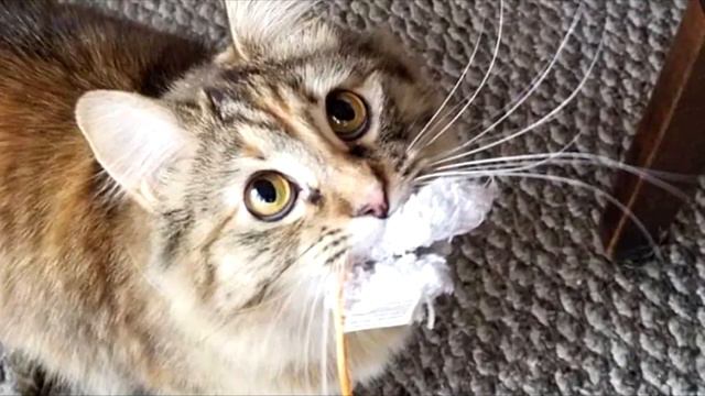 Семья нашла на автостоянке котёнка-бродяжку, вот каким он стал спустя время смотреть онлайн