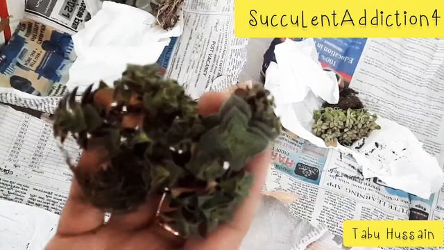 Succulents Unboxing смотреть онлайн