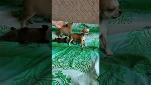 Мята и Мелисса в продаже смотреть онлайн