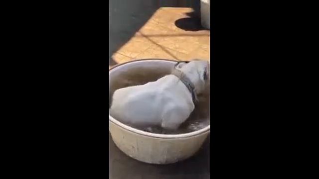 ЛЁВЫ БОЛЬШЕ НЕТ...