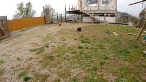 Мощный питбуль Муса уговорил Кияру сделать деток. Питомник Питбули Dragon Life