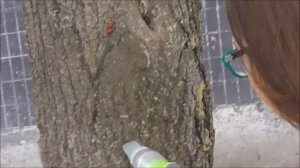 Пылесос для ловли насекомых #пылесосдляловлинасекомых #игрыналице #насекомые #ловимнасекомых