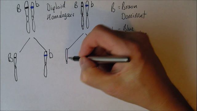 Introducing Genetics 3, Monohybrid inheritance смотреть онлайн