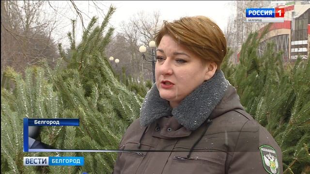 ГТРК Белгород - Ёлка в дом: белгородцы приобретают главное украшение праздника смотреть онлайн