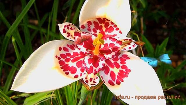 Тигридия обыкновенная Вайт (tigridia Pavonia White) ? Вайт обзор: как сажать, луковицы тигридии Вай