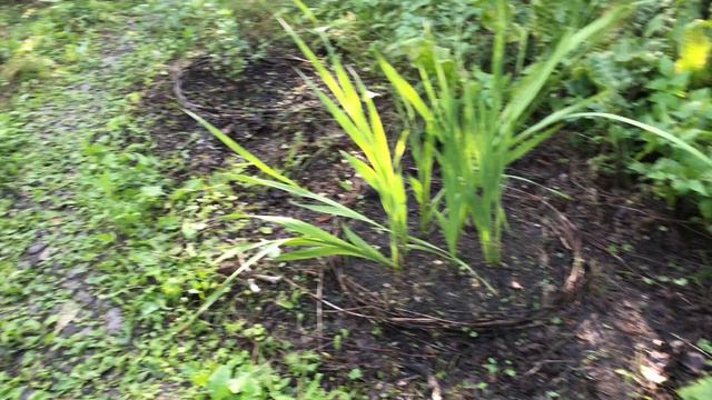 Выходной день, время кормить растения на даче смотреть онлайн