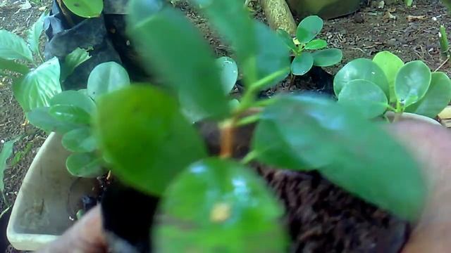 Green Island Ficus/Ficus microcarpa: Growing and Caring for this plant смотреть онлайн