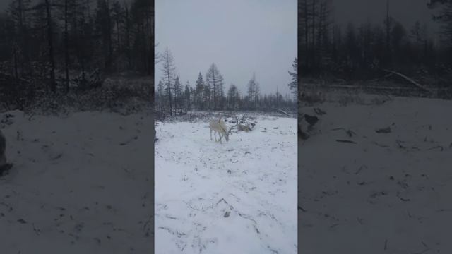 Дикая природа якутские олени смотреть онлайн